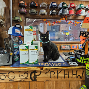 A cat sitting on a counter inside of Florida Farm & Ranch.