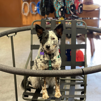 A cattle dog sitting in a tree stand chair inside of Florida Farm & Ranch.