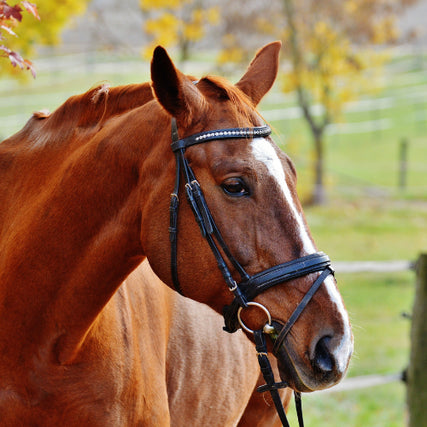 Horse Feed & SuppliesA close up of a brown horse