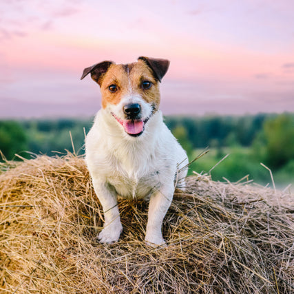 Pet Food & SuppliesA small dog laying on the top of a round bale at sunset