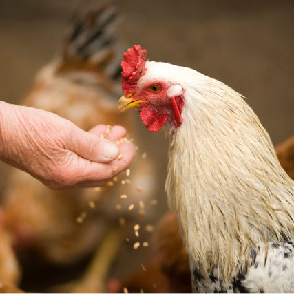Livestock SuppliesA chicken being fed by hand
