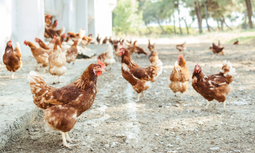 Free range chickens