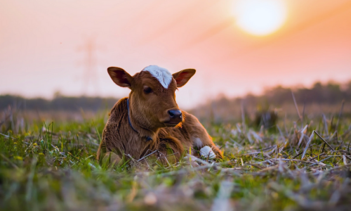 A cow laying down in a pasture during sunset